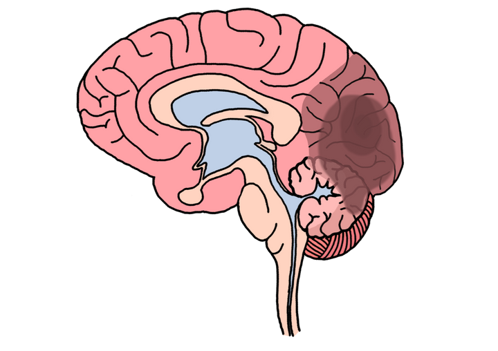 Everything in Neurology