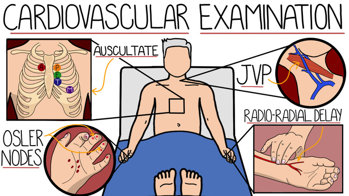 Assessment - Cardiovascular System