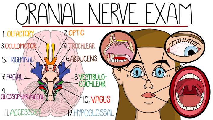Assessment - Neurological Cranial Nerves