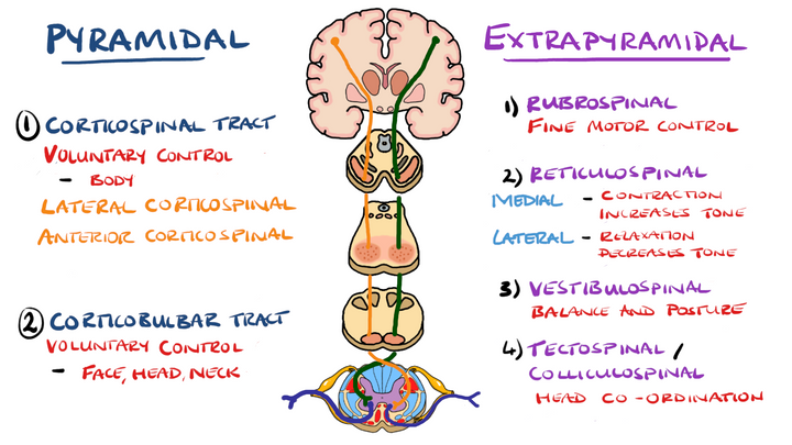 Descending Spinal Tracts