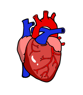 Everything in Cardiology
