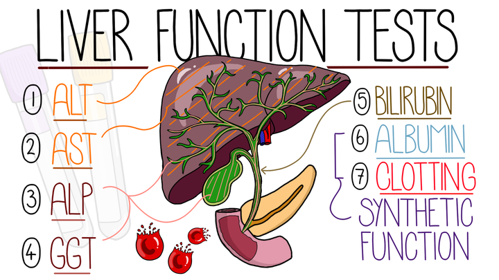 Liver Function Test Interpretation