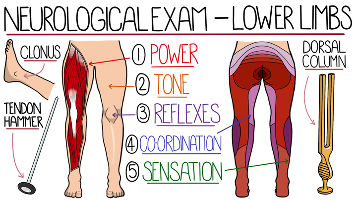 Assessment - Lower Limb Neurological Examination
