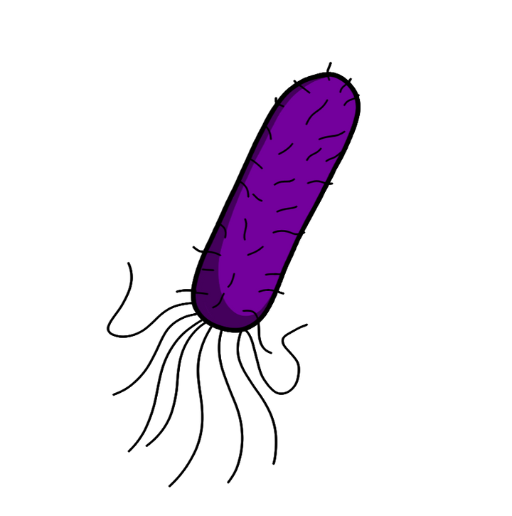 Everything in Microbiology & Infectious Disease