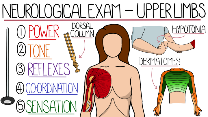 Assessment - Upper Limb Neurological Examination