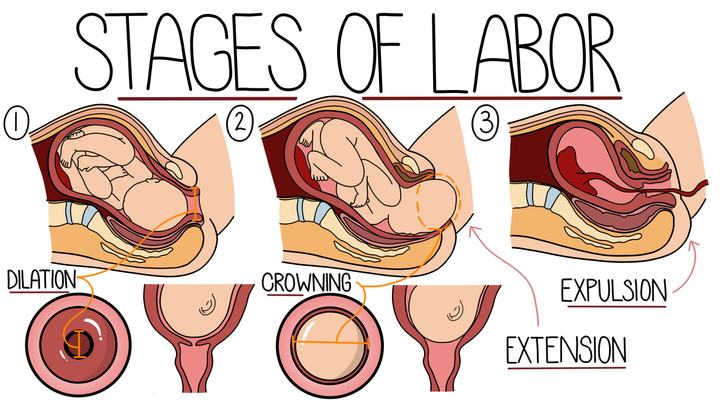 Stages of Labor