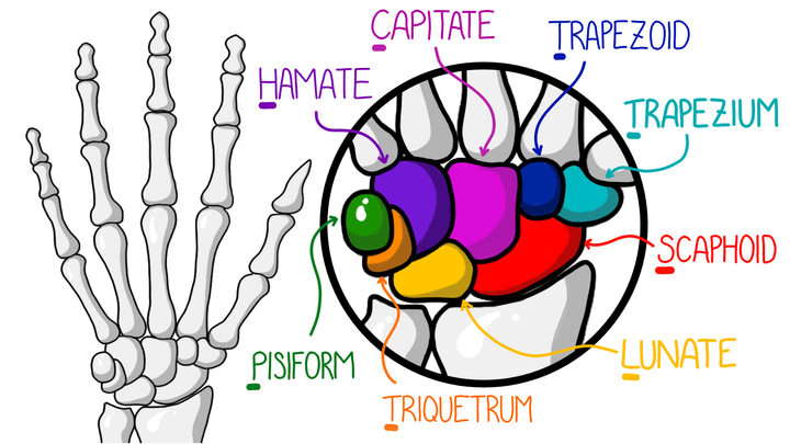 Bones of the Hand & Wrists